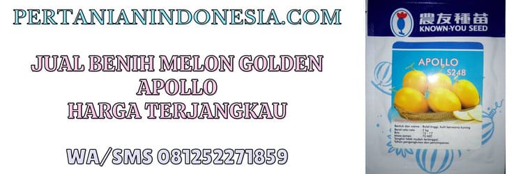jual,jual benih melon golden,known you seed,pertanian indonesia,murah